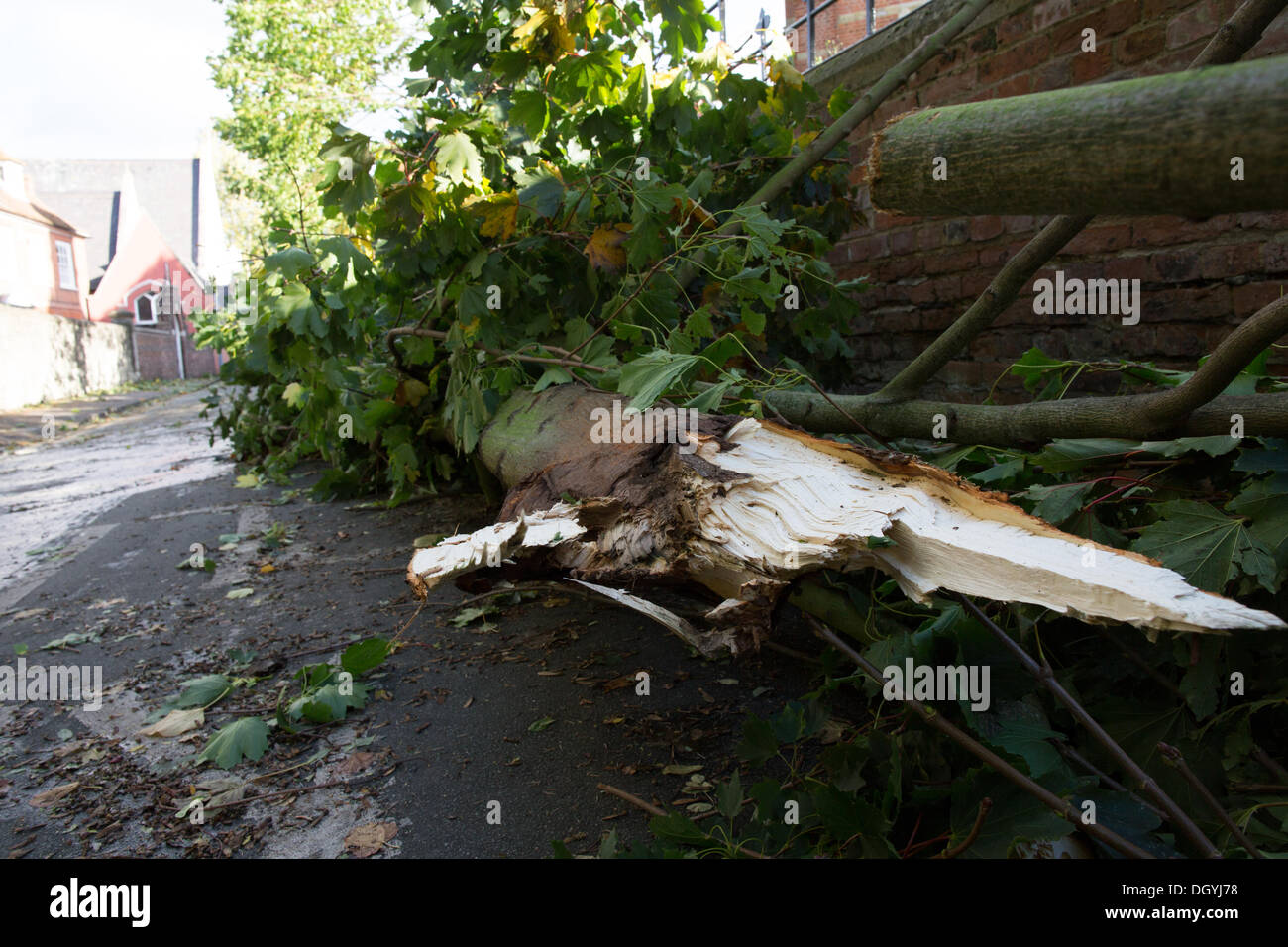 St Jude tempesta: un albero caduto risiede nella strada presso il Santuario di San Giuda, Faversham Kent. Foto Stock
