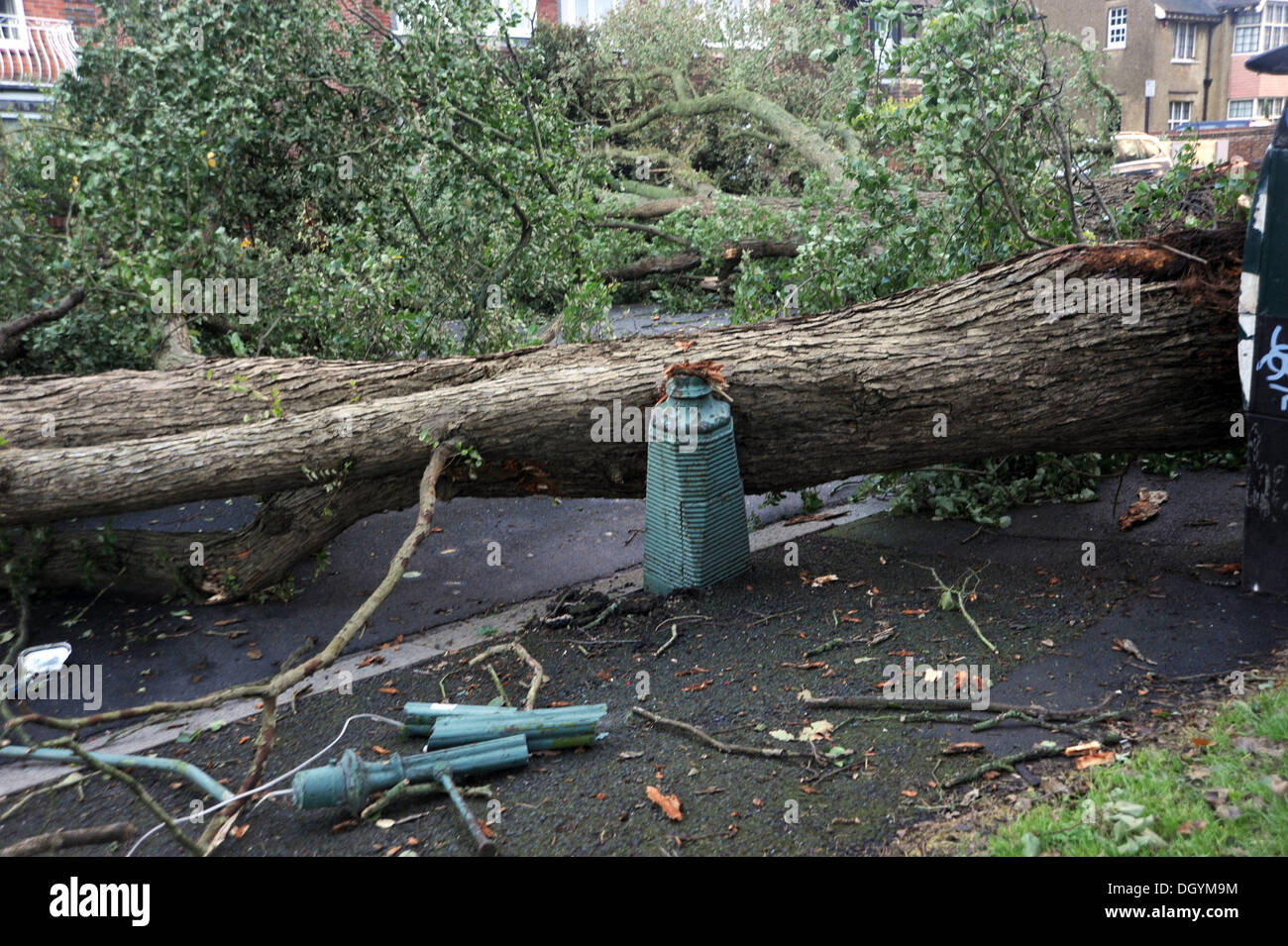 Un albero caduto in Nizells Avenue Hove come tempeste martoriata costa sud di questa mattina la tempesta, denominato St Jude, ha portato la windiest meteo a colpire il Regno Unito dal 1987. Foto Stock