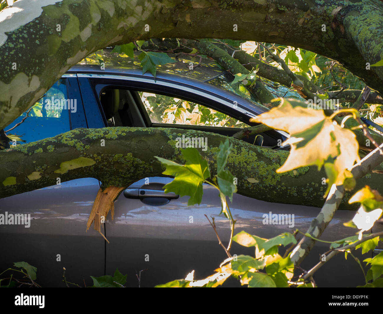 Nightingale Lane, Clapham, London, Regno Unito . 28 ott 2013. Una parte di un albero cade su una Jaguar berlina come risultato della tempesta. L'interno della vettura non appare danneggiato in modo che si presume che gli occupanti abbandonato le loro auto in quanto non è in uno spazio di parcheggio ma al centro della corsia. Un'altra auto in uno spazio per il parcheggio sulla strada è anche danneggiato. I pendolari e i bambini delle scuole sul loro modo a un ritardo nella linea del Nord a Clapham South, smettere di guardare e scattare foto.La tempesta, denominato St Jude, ha portato la windiest meteo a colpire il Regno Unito dal 1987. Credito: Guy Bell/Alamy Live News Foto Stock