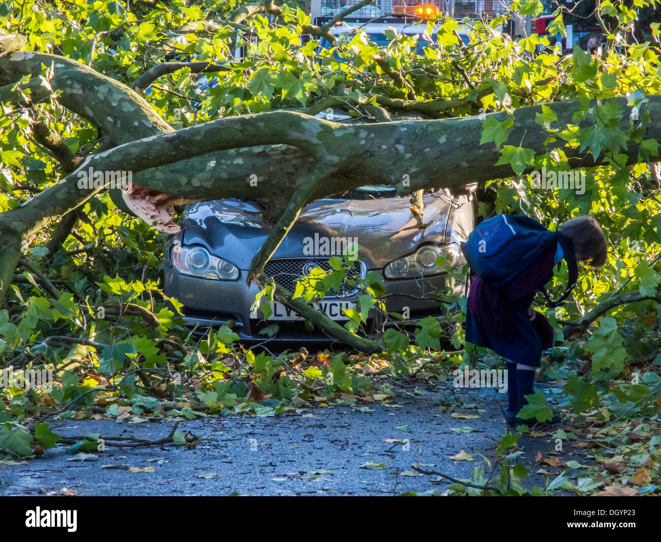 Nightingale Lane, Clapham, London, Regno Unito . 28 ott 2013. Una parte di un albero cade su una Jaguar berlina come risultato della tempesta. L'interno della vettura non appare danneggiato in modo che si presume che gli occupanti abbandonato le loro auto in quanto non è in uno spazio di parcheggio ma al centro della corsia. Un'altra auto in uno spazio per il parcheggio sulla strada è anche danneggiato. I pendolari e i bambini delle scuole sul loro modo a un ritardo nella linea del Nord a Clapham South, smettere di guardare e scattare foto.La tempesta, denominato St Jude, ha portato la windiest meteo a colpire il Regno Unito dal 1987. Credito: Guy Bell/Alamy Live News Foto Stock