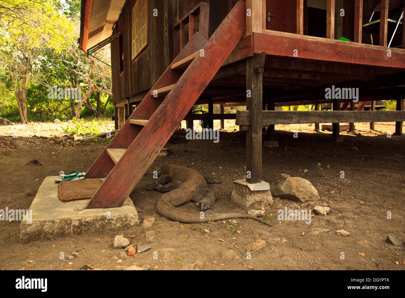 Drago di Komodo cammina di fretta lontano sotto casa in Pulau Rinca, Indonesia Foto Stock