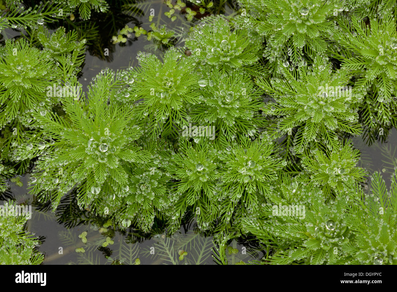 Pappagallo-piuma, Myriophyllum aquaticum; introdotto pianta acquatica dal Sud America, invadendo il laghetto. Devon. Foto Stock