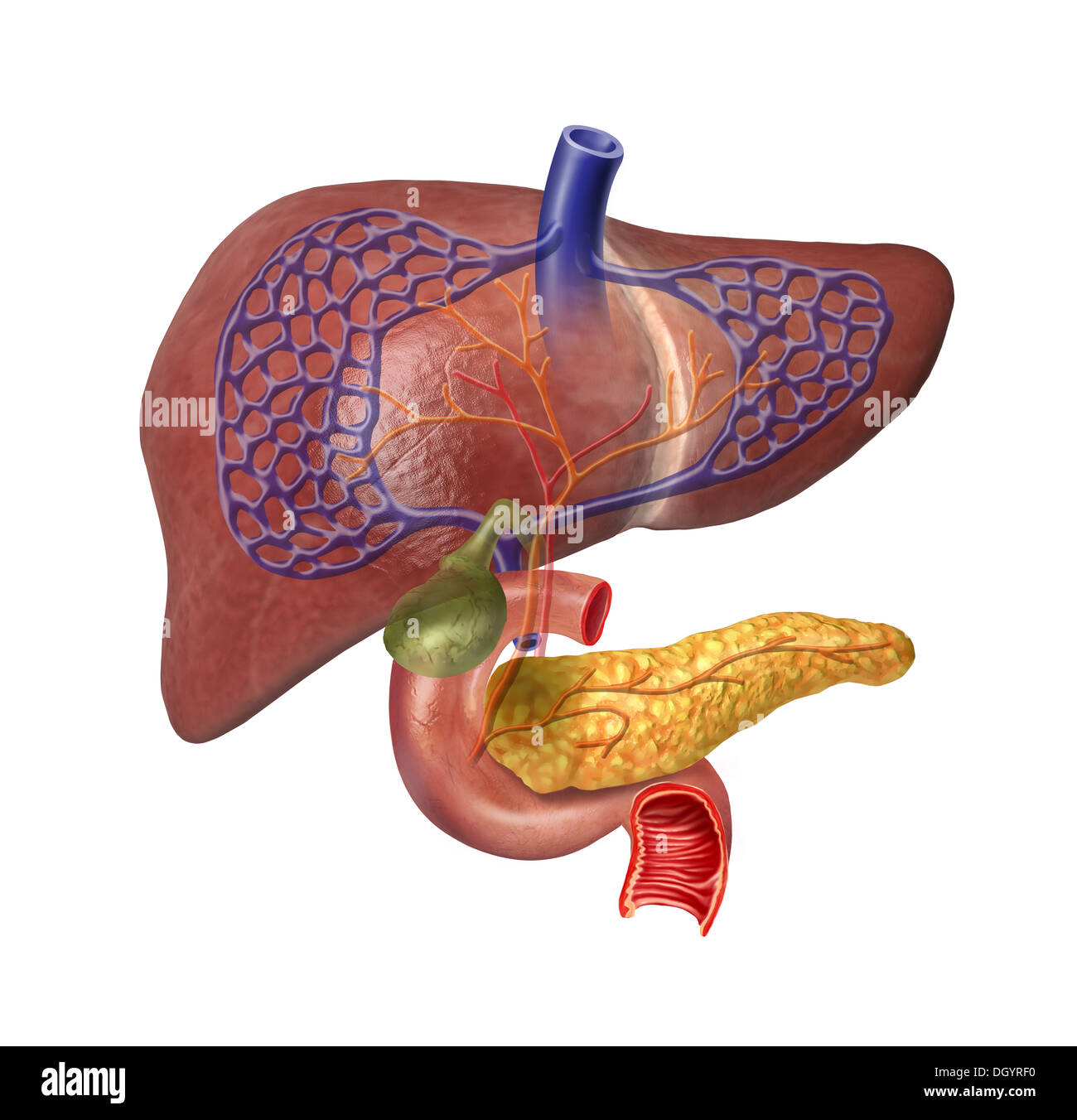 Fegato umano in sezione del sistema con il pancreas, duodeno, cistifellea, nelle vene e nelle arterie. Immagine di anatomia. Foto Stock