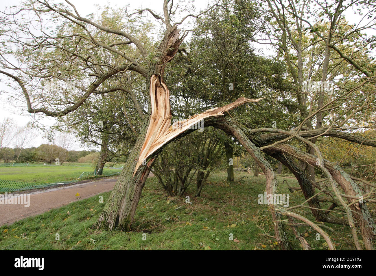 Rotto sradicati alberi caduti da danni provocati dalla tempesta gales e forti venti in London REGNO UNITO Foto Stock