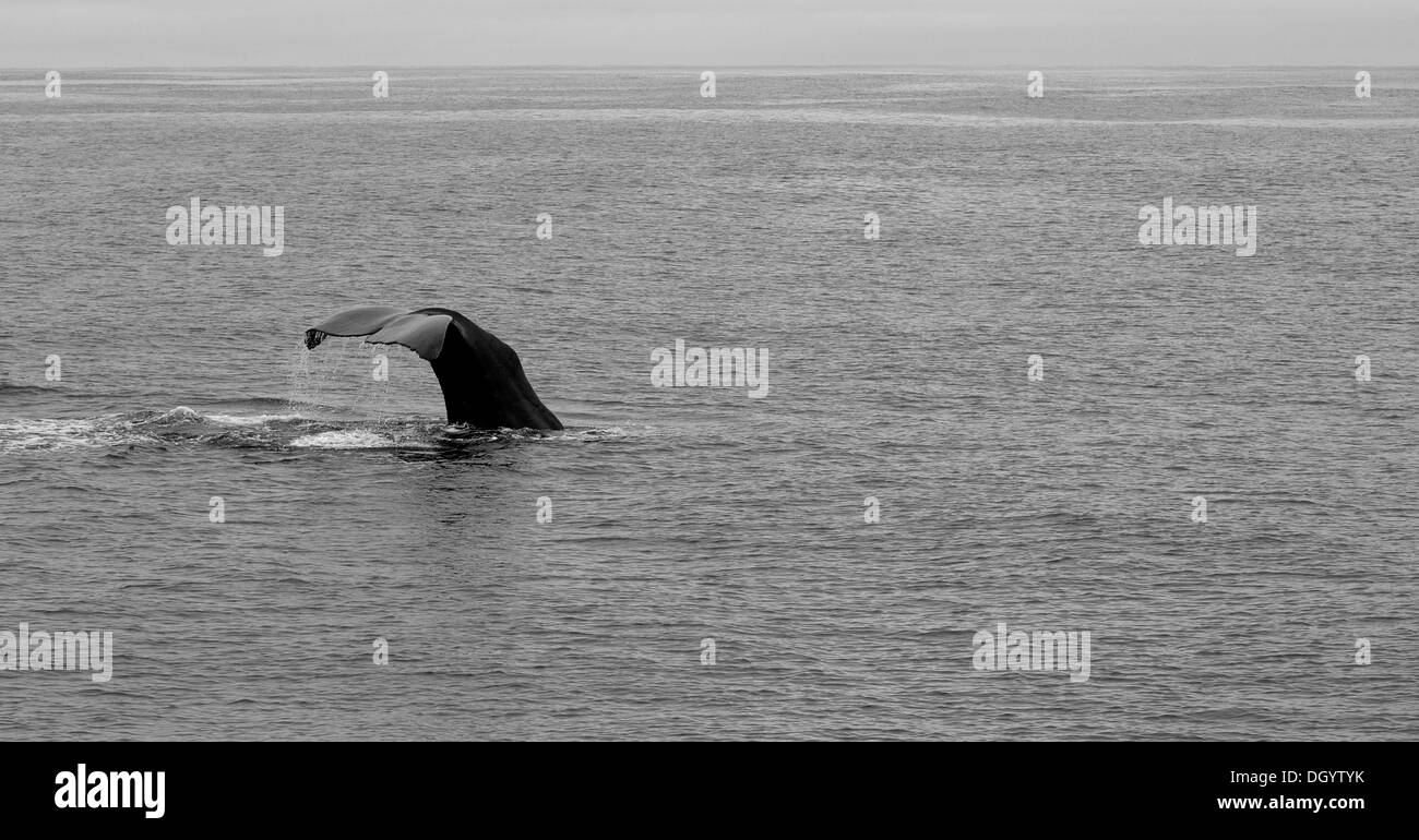 Coda di capodoglio Foto e Immagini Stock in Bianco e Nero - Alamy