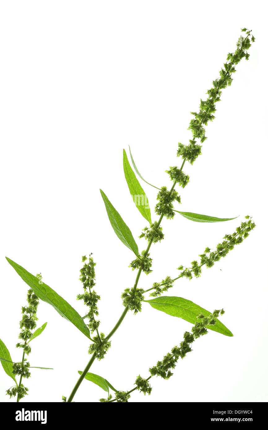 Rumex crispus, arricciata Dock Foto Stock