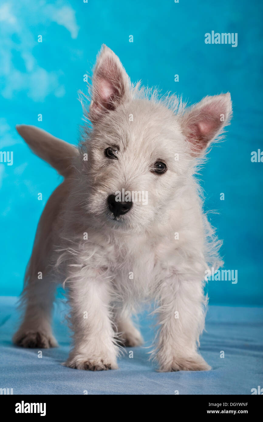 West Highland White Terrier cucciolo, 4 mesi, in piedi Foto Stock