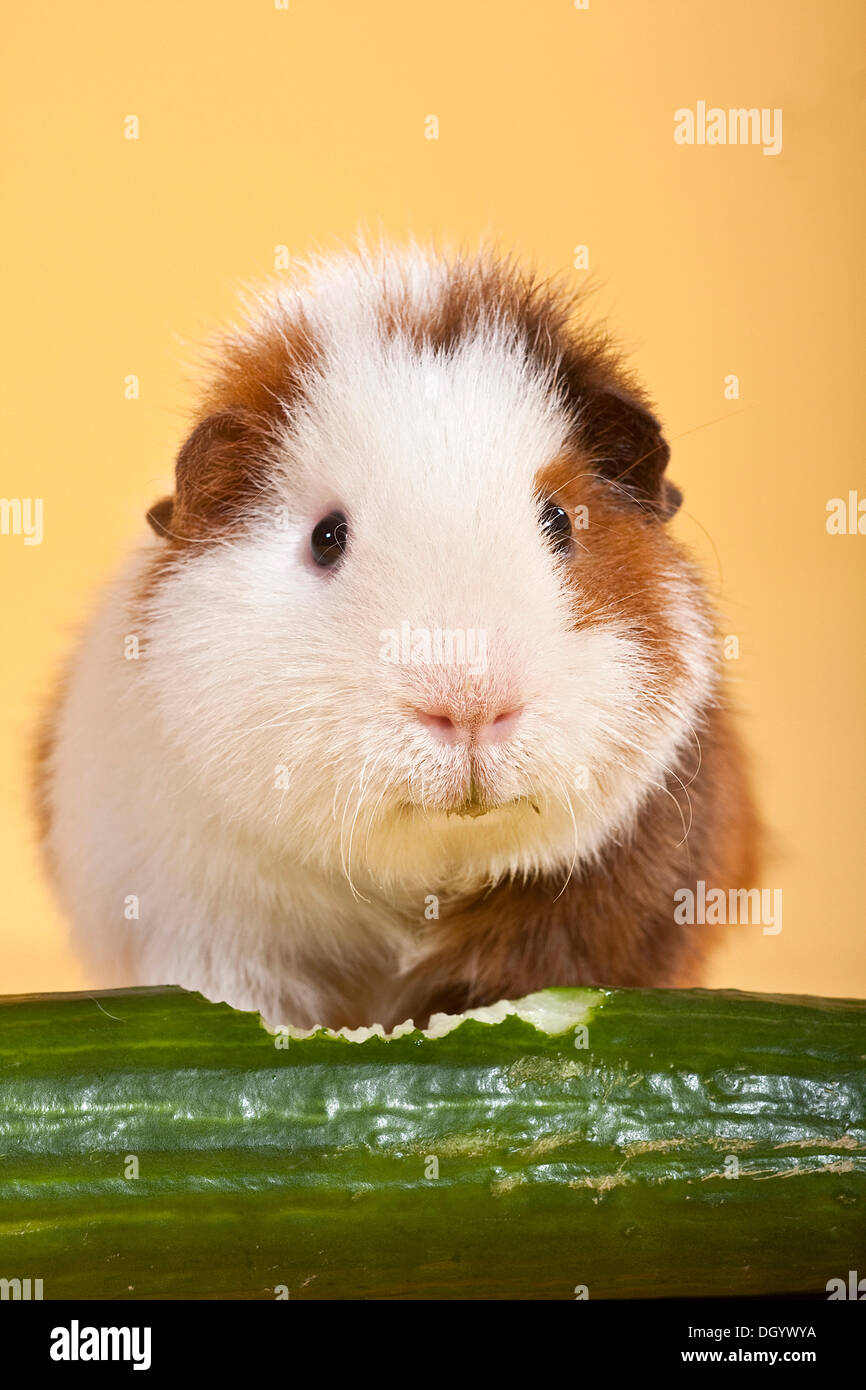 La cavia con il cetriolo Foto Stock