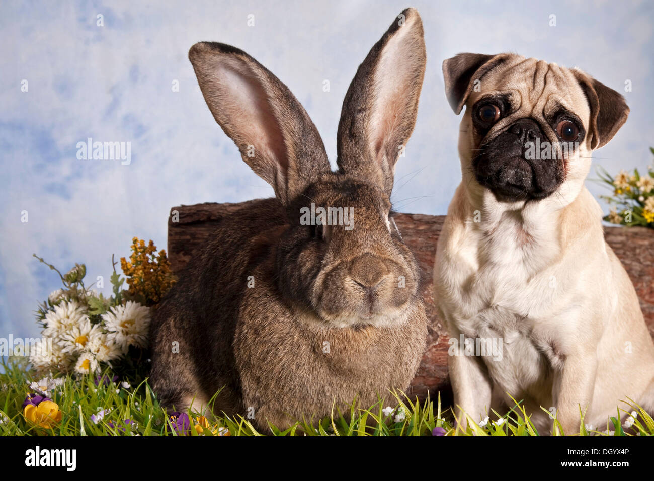 Pug del cane e del gigante tedesco seduta di coniglio insieme Foto Stock