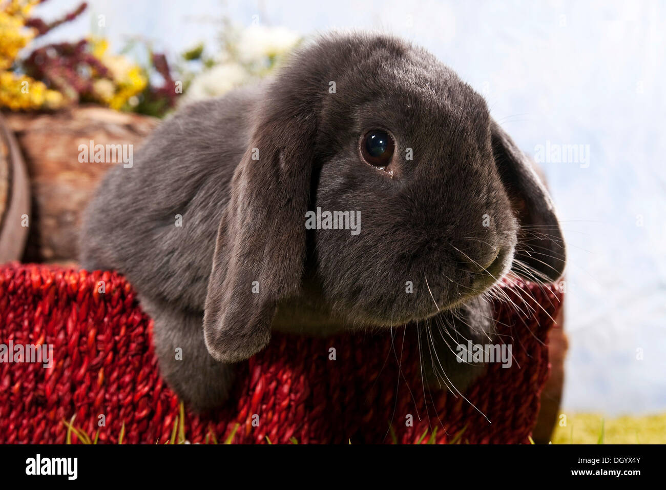 Piccola Nana-lop eared razza di coniglio Foto Stock
