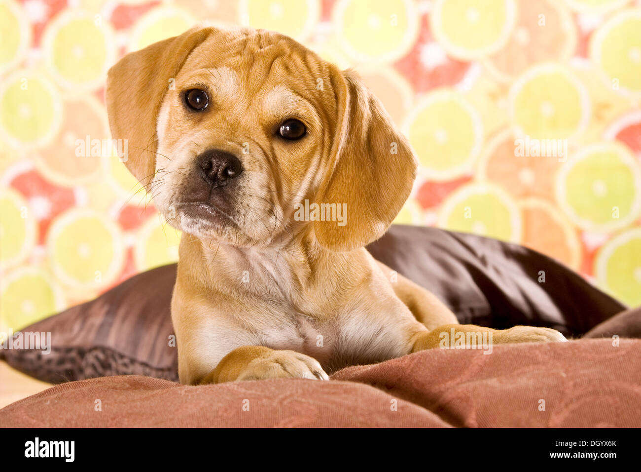 Puggle cucciolo di cane designer Foto Stock