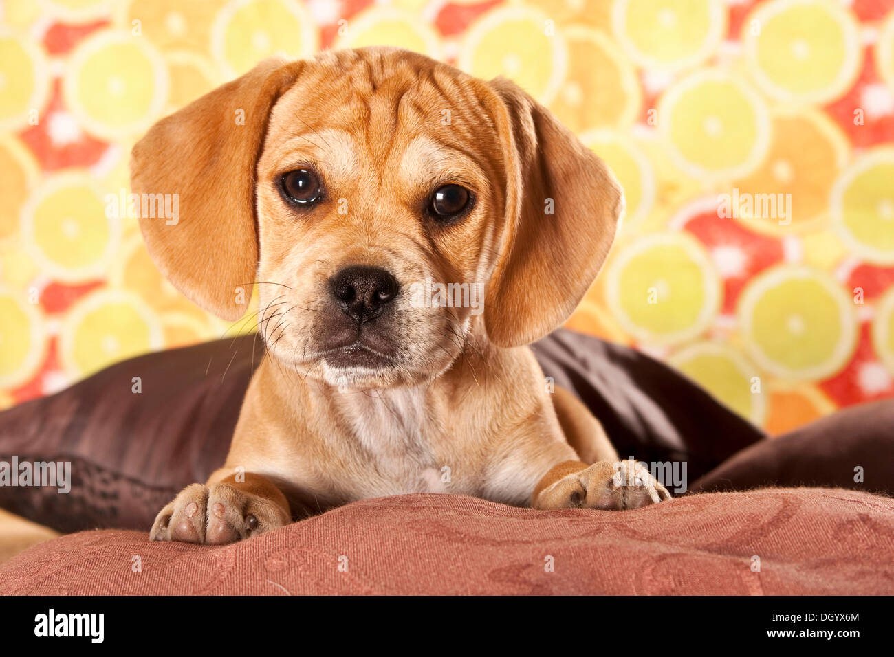 Puggle cucciolo di cane designer Foto Stock