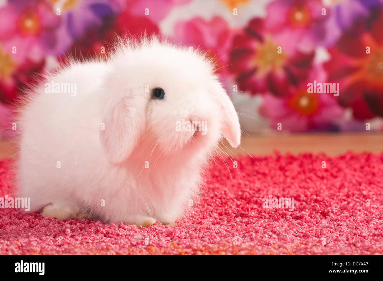 Piccolo Orsacchiotto bianco di coniglio, coniglio nano, sul tappetino rosa Foto Stock