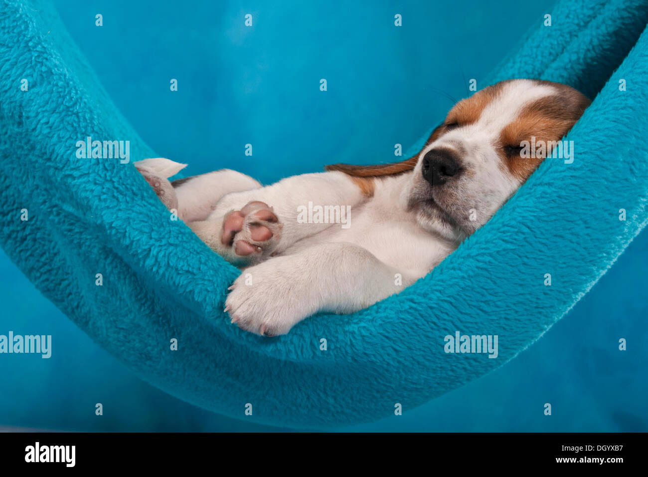 Beagle cucciolo dorme in un amaca Foto Stock