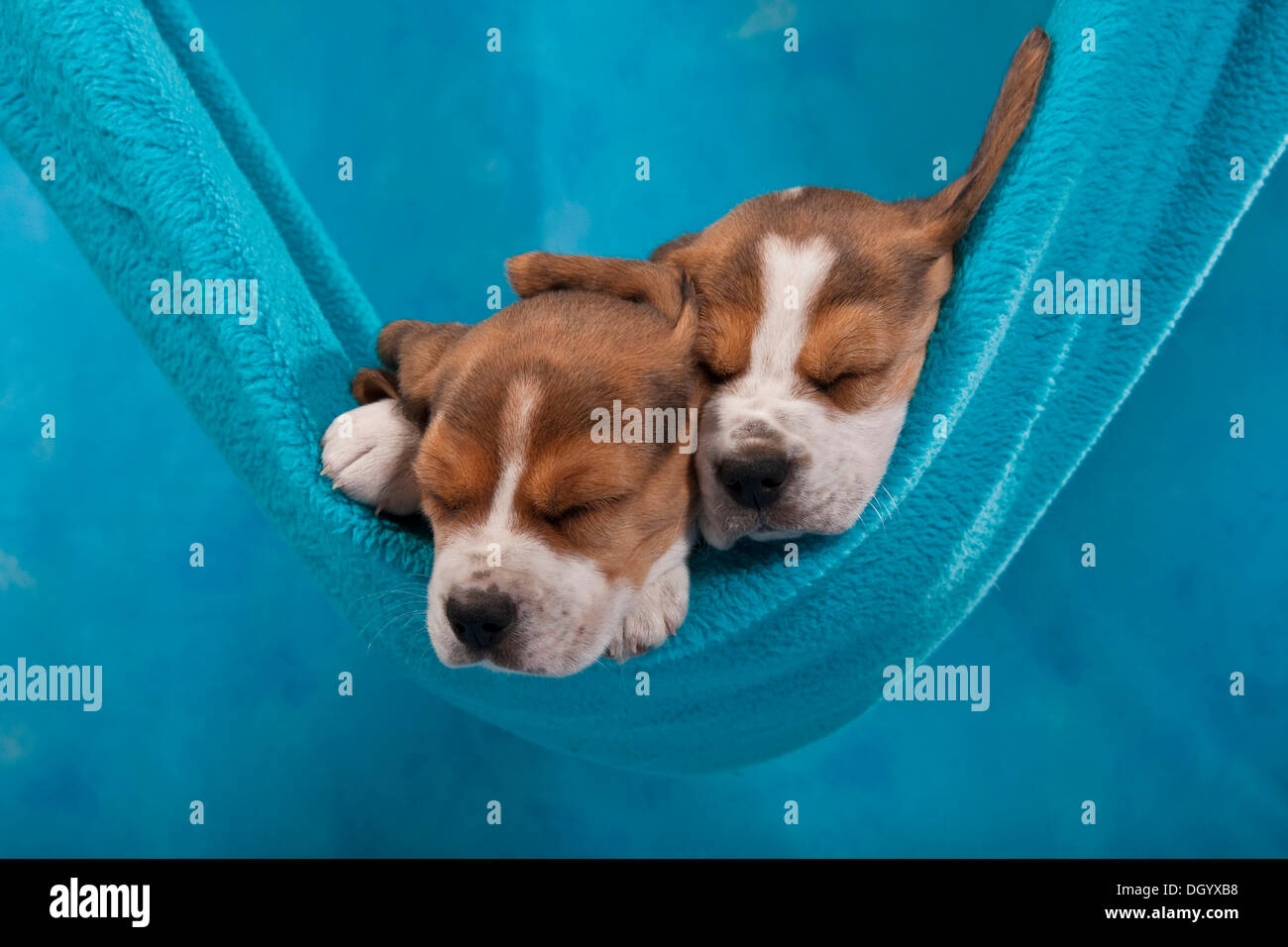 Due cuccioli di Beagle dormire in una amaca Foto Stock