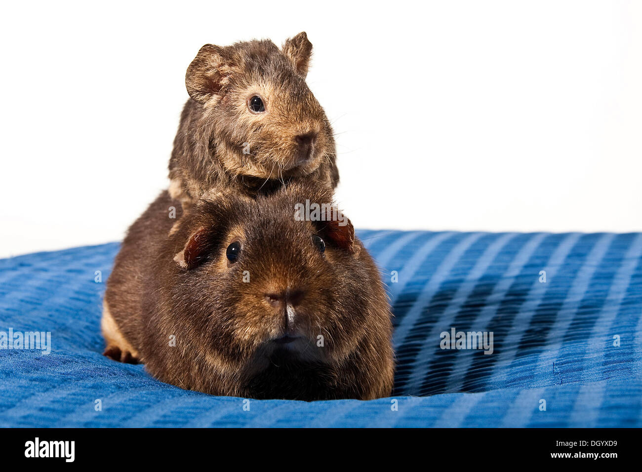 Noi Teddy cavia, madre con i giovani Foto Stock