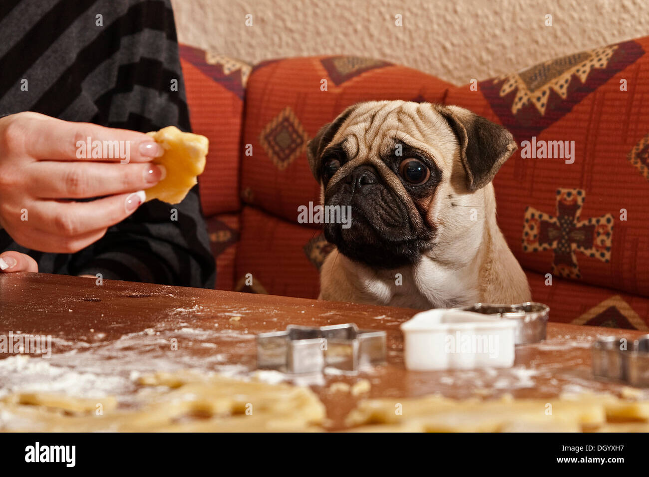 Donna di alimentazione manuale di un Pug con pasta biscotto al tavolo Foto Stock