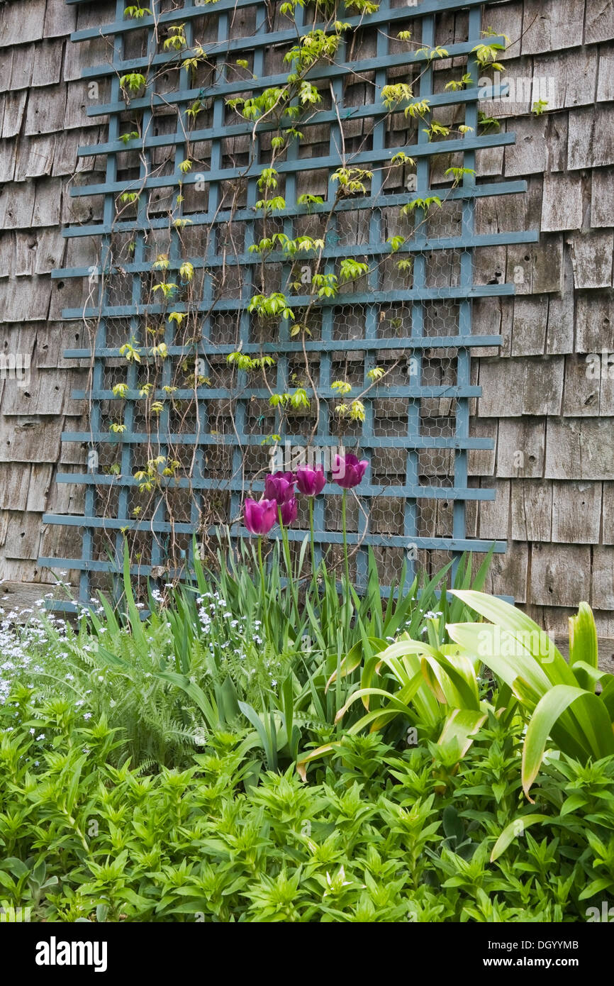 Tulipani viola crescere in un letto di fiori accanto al traliccio blu sul lato del capannone per il rimessaggio in un paesaggistico cortile residenziale Foto Stock