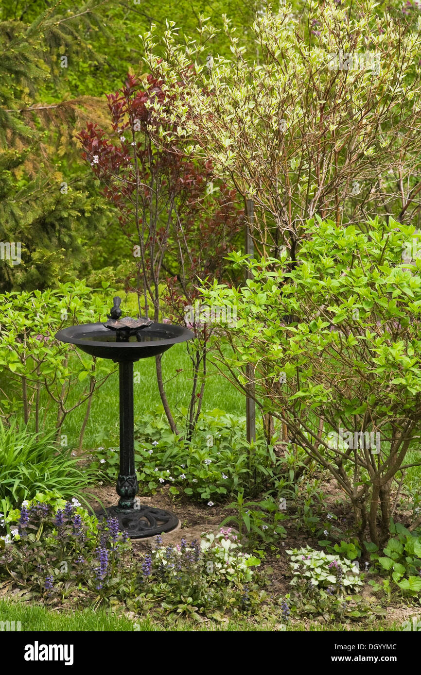 Ghisa nera Bagno uccelli in un residenziale paesaggistico giardino nel cortile in primavera, Quebec, Canada - Questa immagine è di proprietà rilasciato Foto Stock
