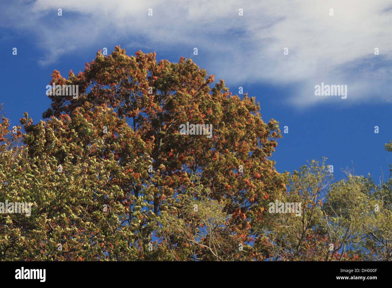 Caduta delle foglie, cieli blu Foto Stock