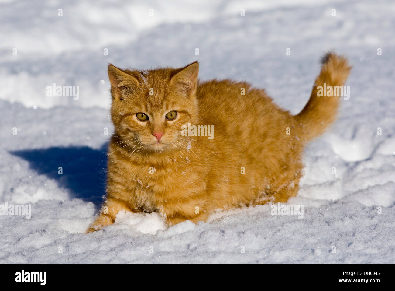 Giovani Rosso tabby gatto domestico nella neve, Tirolo del nord, Austria, Europa Foto Stock