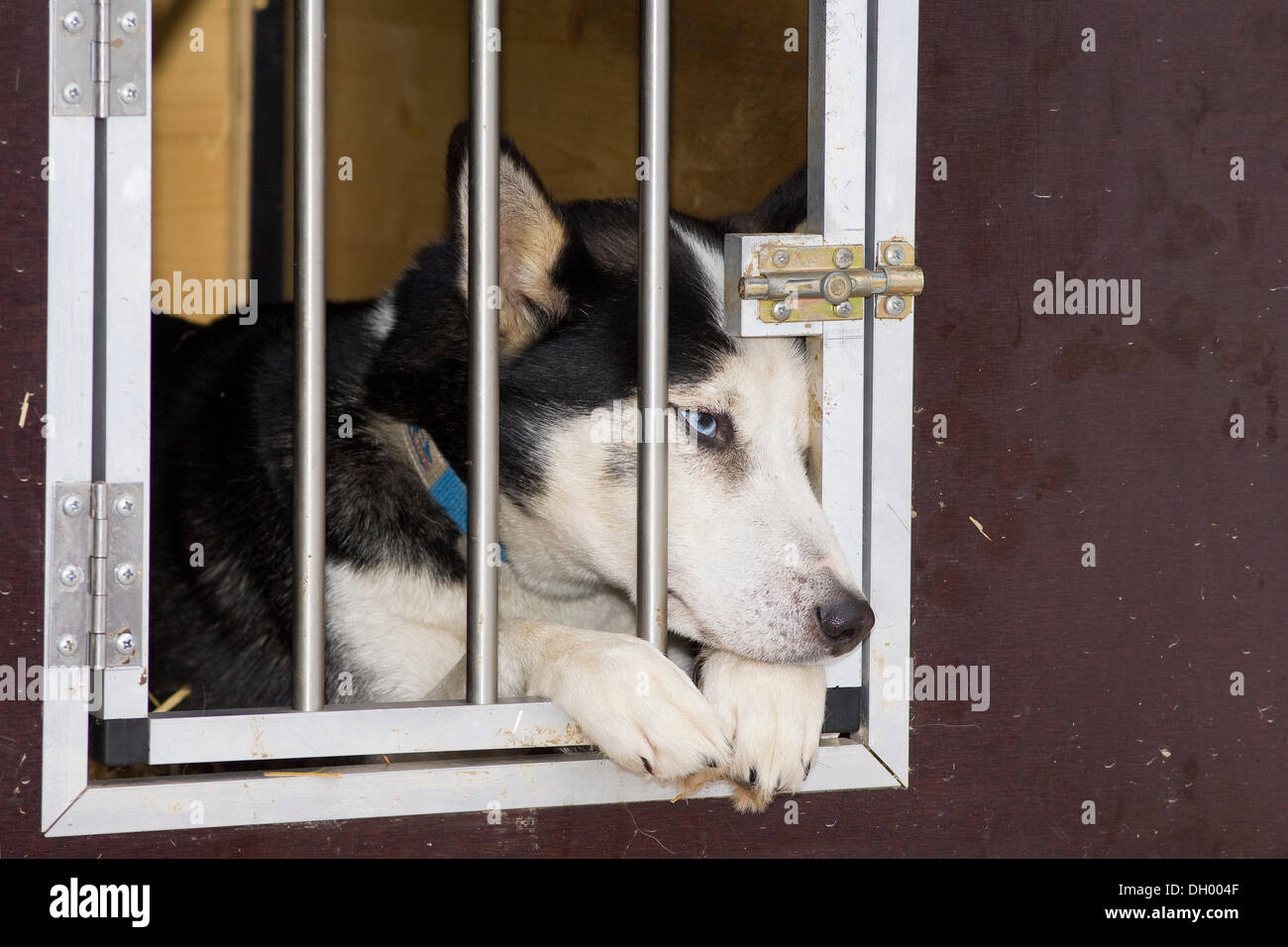 Siberian Husky giacente in una gabbia, Tirolo del nord, Austria, Europa Foto Stock