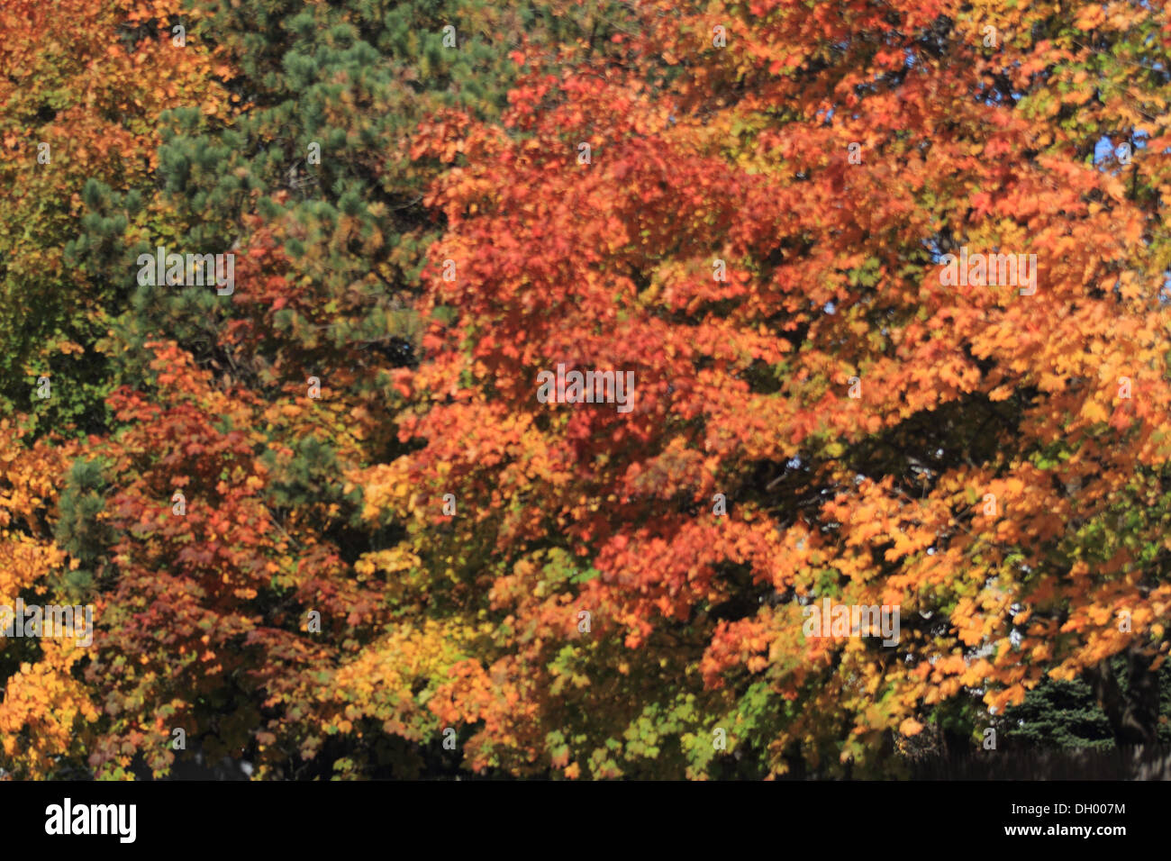 Bella caduta delle foglie. Modifica dei colori delle foglie Foto Stock