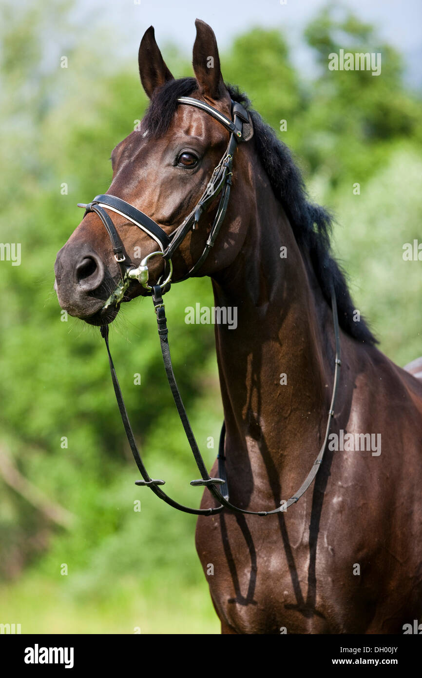 Hanoverian cavallo, bay, ritratto, indossando una briglia e snaffle, Tirolo del nord, Austria, Europa Foto Stock