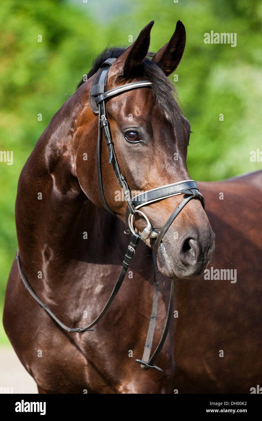 Hanoverian cavallo, bay, ritratto, indossando una briglia e snaffle, Tirolo del nord, Austria, Europa Foto Stock