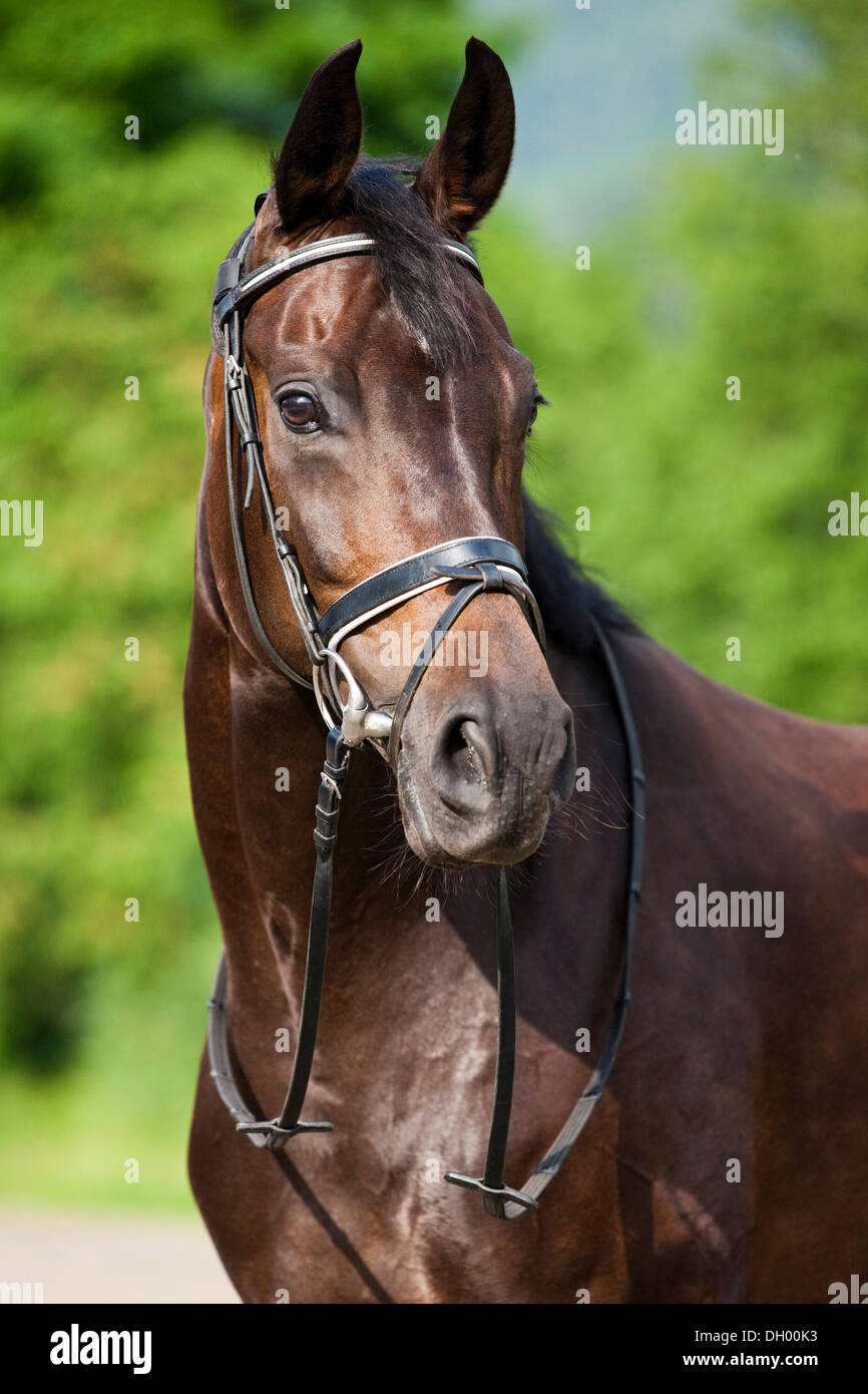 Hanoverian cavallo, bay, ritratto, indossando una briglia e snaffle, Tirolo del nord, Austria, Europa Foto Stock