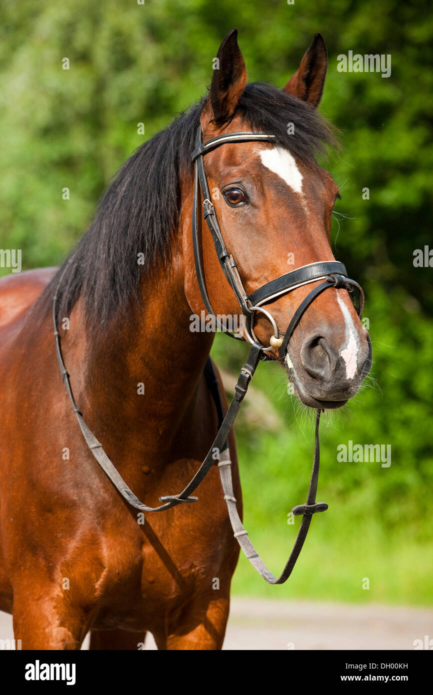 Oldenburger cavallo, bay, ritratto, indossando una briglia e snaffle, Tirolo del nord, Austria, Europa Foto Stock
