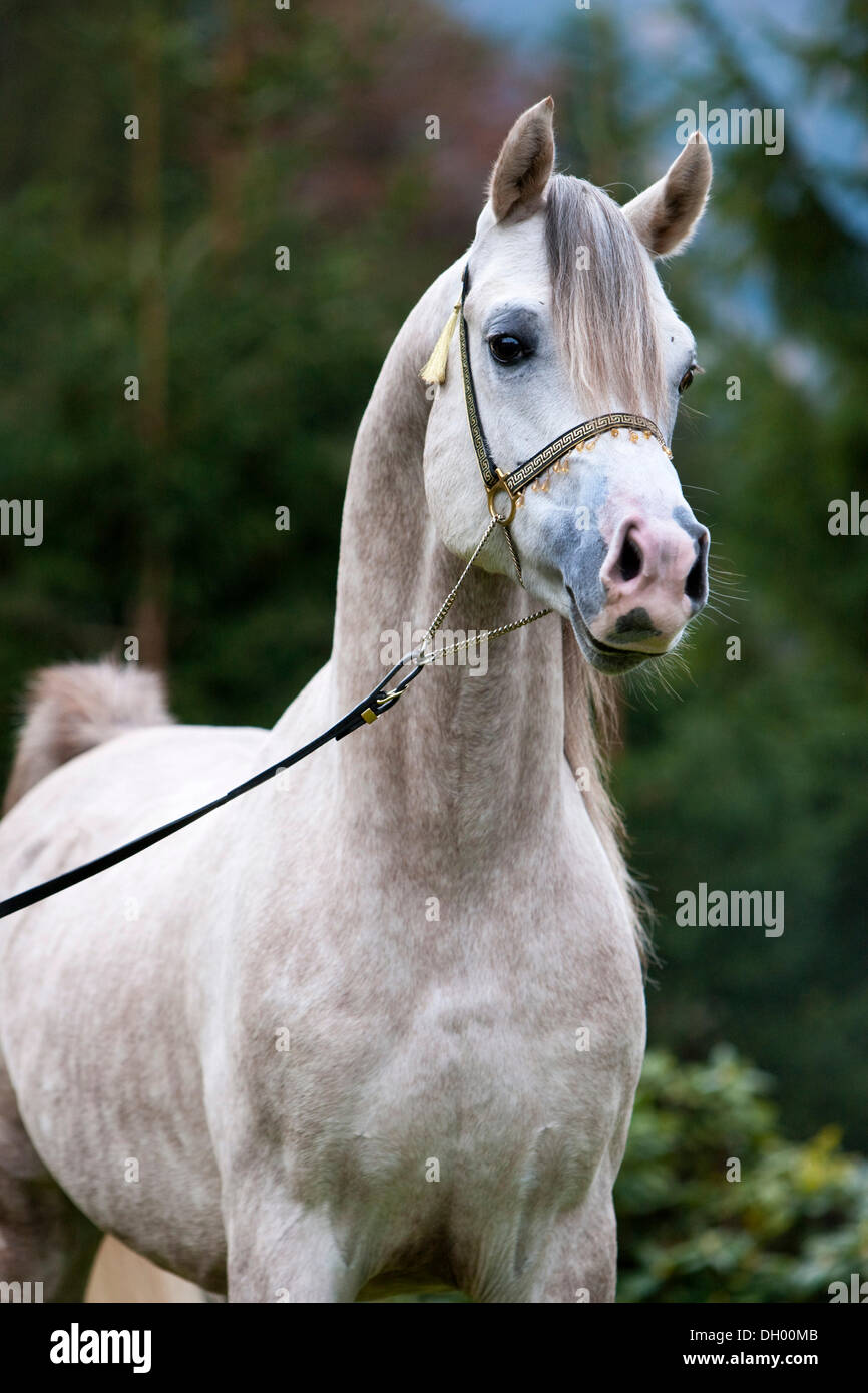 Stallone chiacchiere, stallone arabo, grigio, ritratto, indossando uno spettacolo halter, Tirolo del nord, Austria, Europa Foto Stock