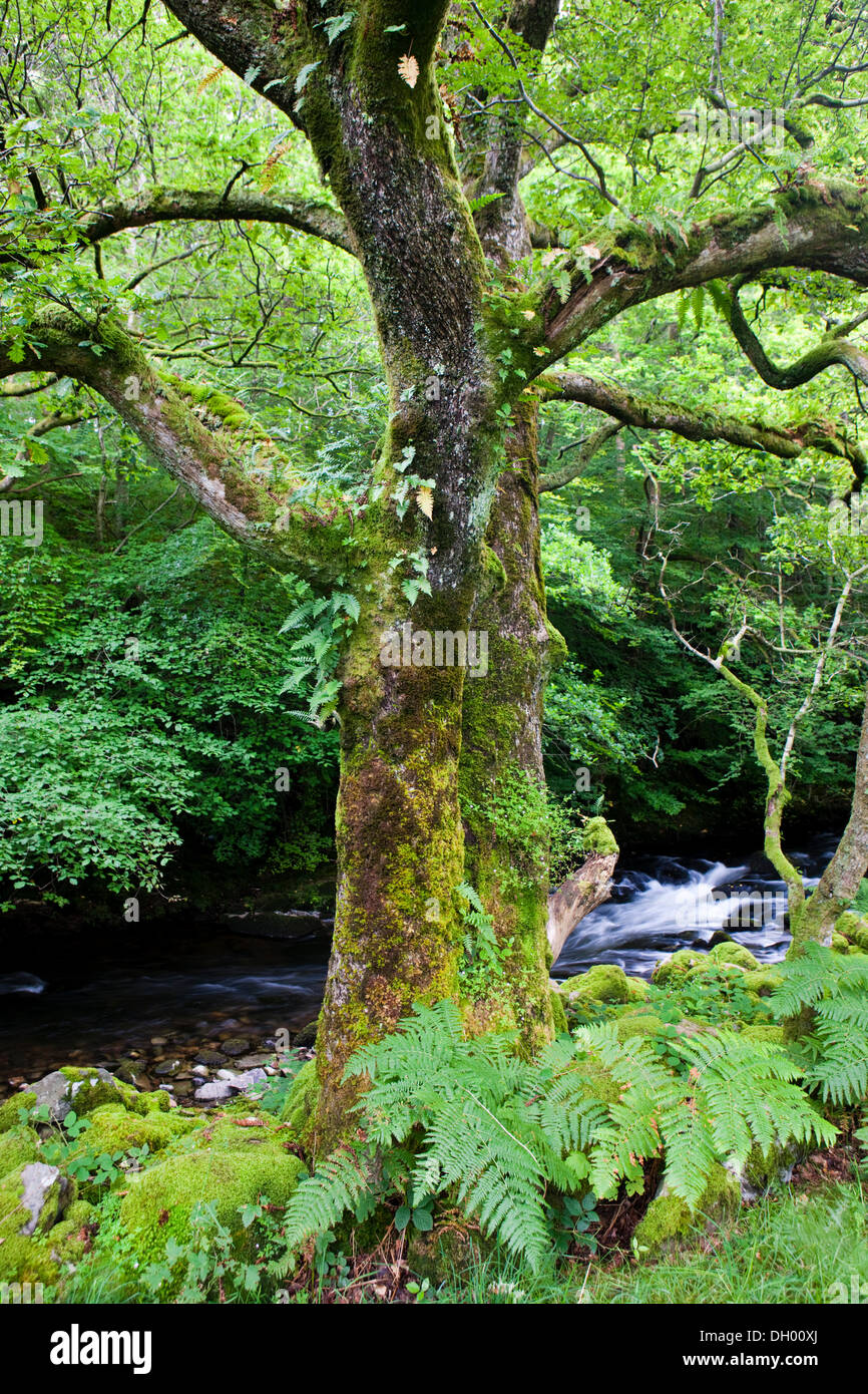 Moss-albero coperto di fronte a un flusso, Lake District, England, Regno Unito Foto Stock