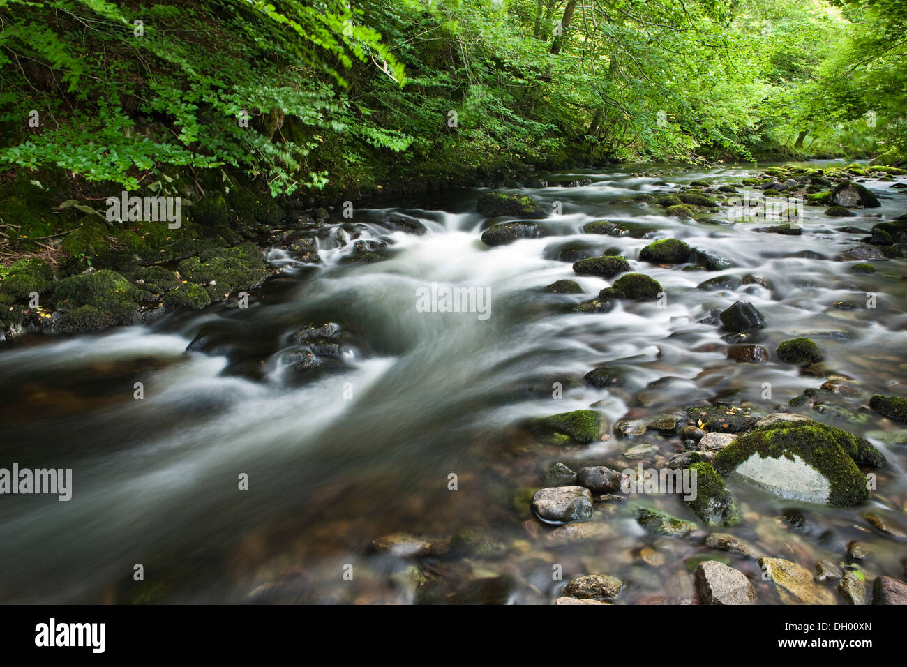 Flusso nella foresta, Lake District, England, Regno Unito Foto Stock