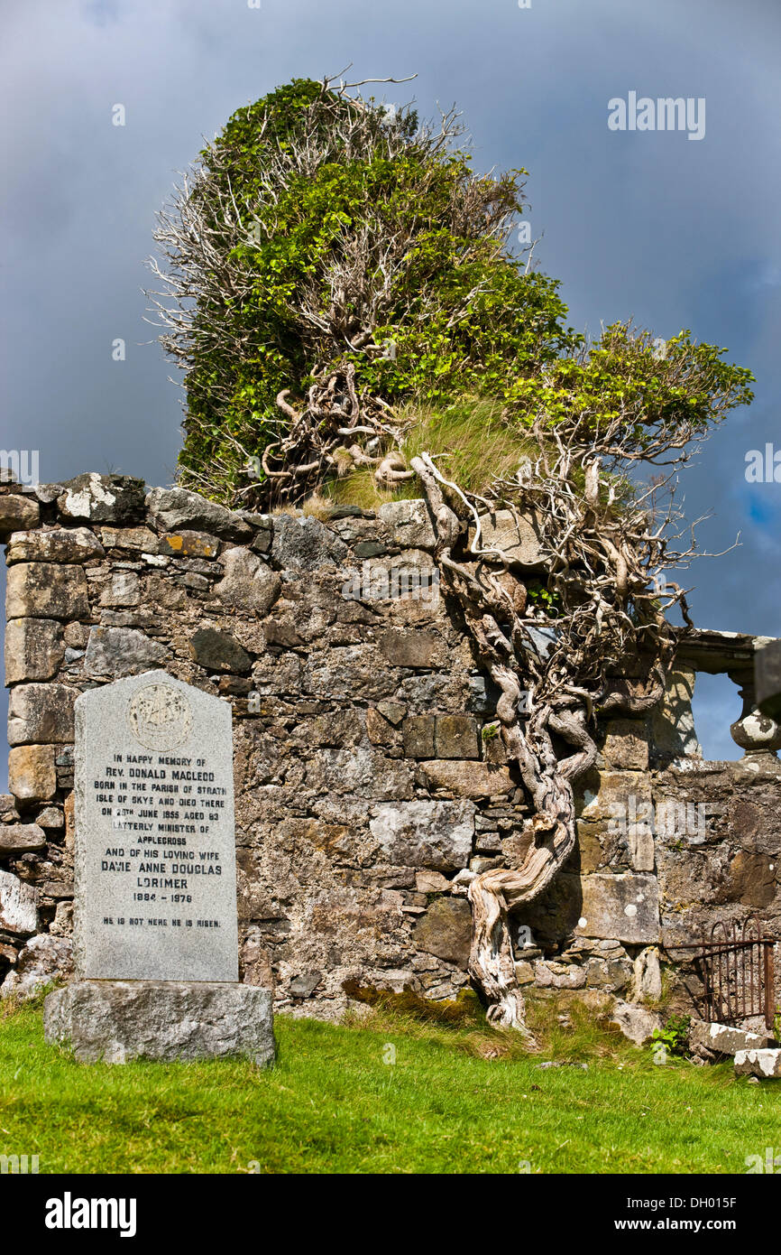 Albero cresciuto in un cimitero a parete, Isola di Skye, Scotland, Regno Unito Foto Stock
