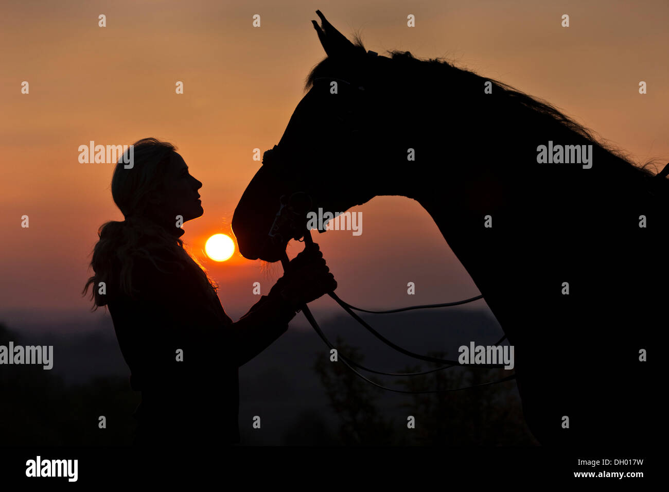Giovane donna con un cavallo Oldenburg, con cablaggio, imbrigliati, al tramonto, silhouette, Austria Foto Stock