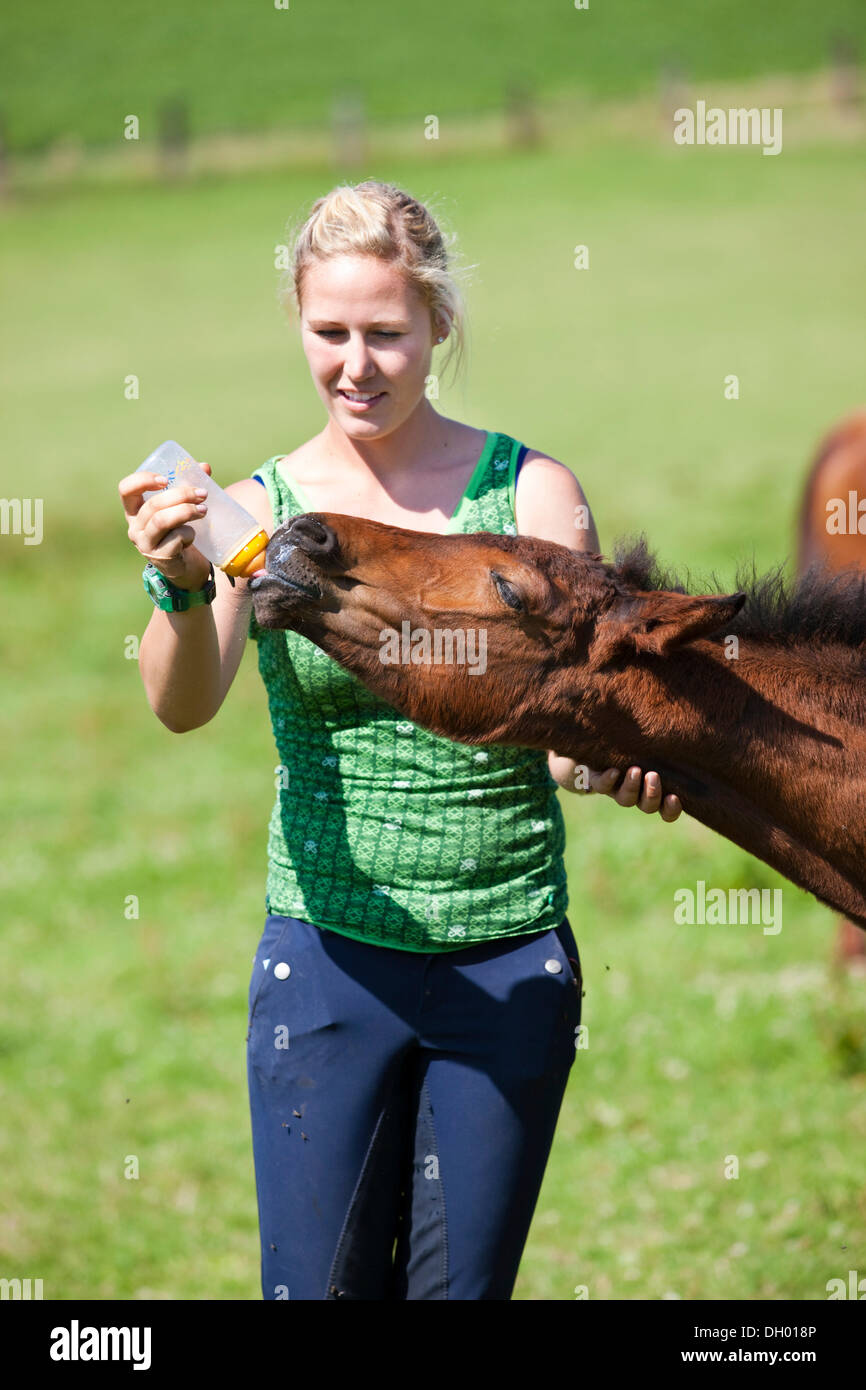 Giovane donna alimentando un puledro con una bottiglia di latte, Austria Foto Stock