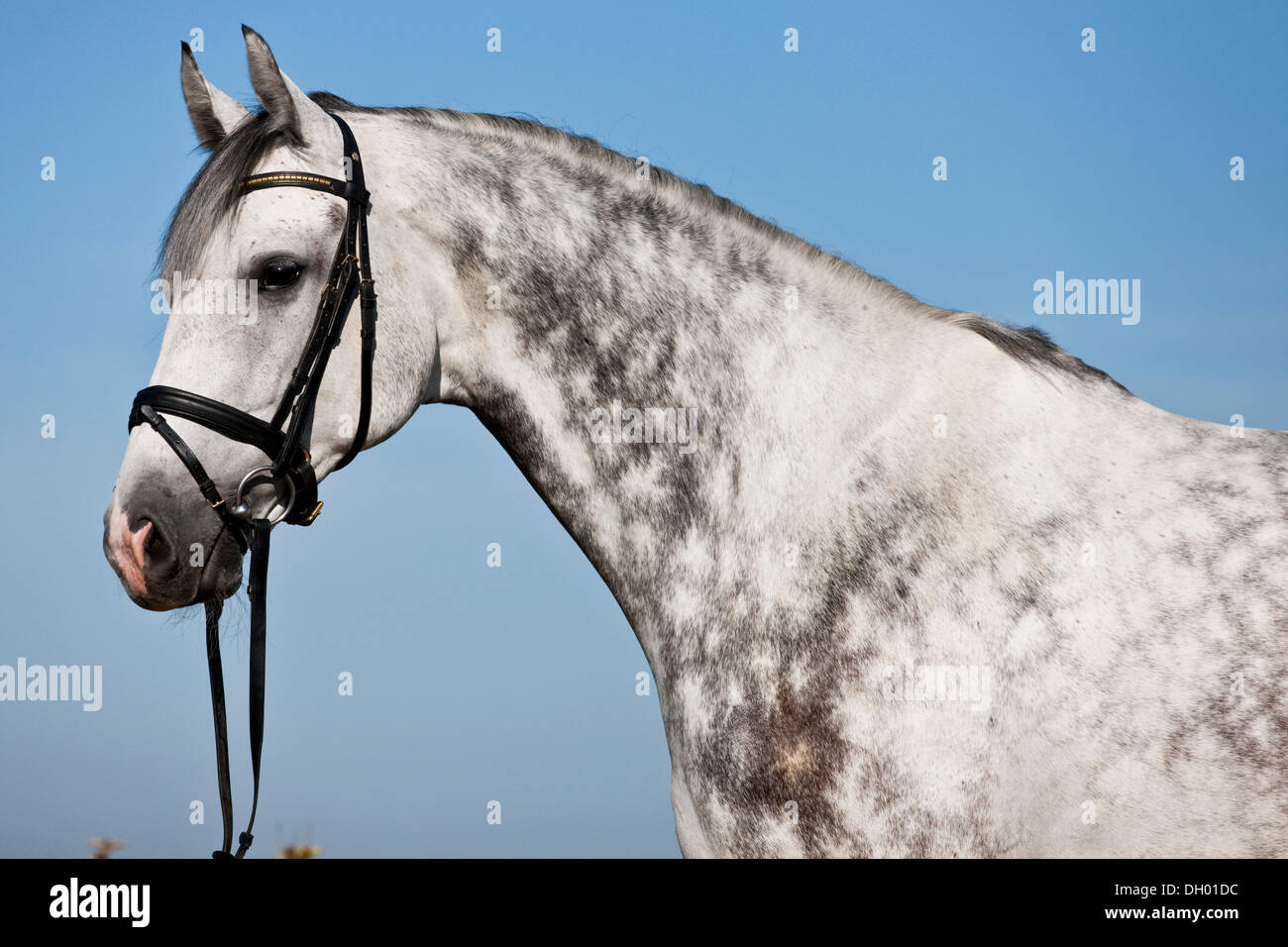 Hanoverian imbrigliato, cavallo grigio, ritratto, Austria Foto Stock