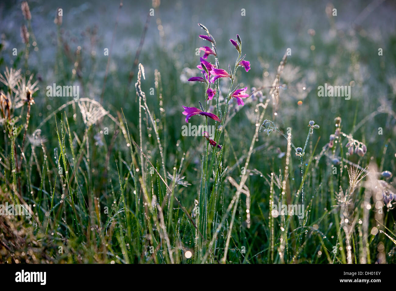 La Campanula (Campanula) con rugiada di mattina, Alpes-de-Haute-Provence, Francia Foto Stock