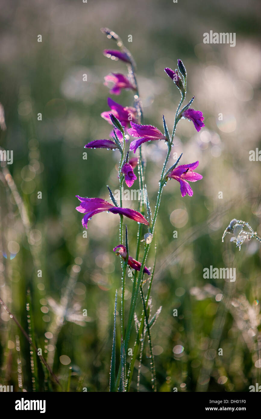 La Campanula (Campanula) con rugiada di mattina, Alpes-de-Haute-Provence, Francia Foto Stock