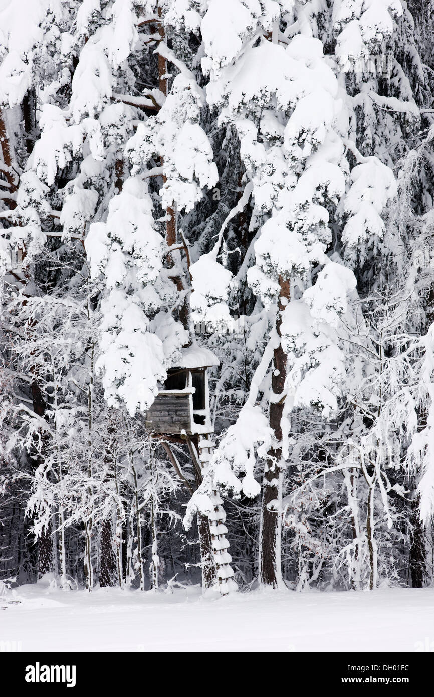 Nascondi sollevata in una coperta di neve la foresta, Gnadenwald, Tirolo del nord, Austria Foto Stock