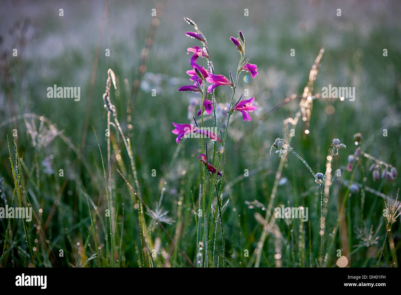 La Campanula (Campanula) con rugiada di mattina, Francia Foto Stock