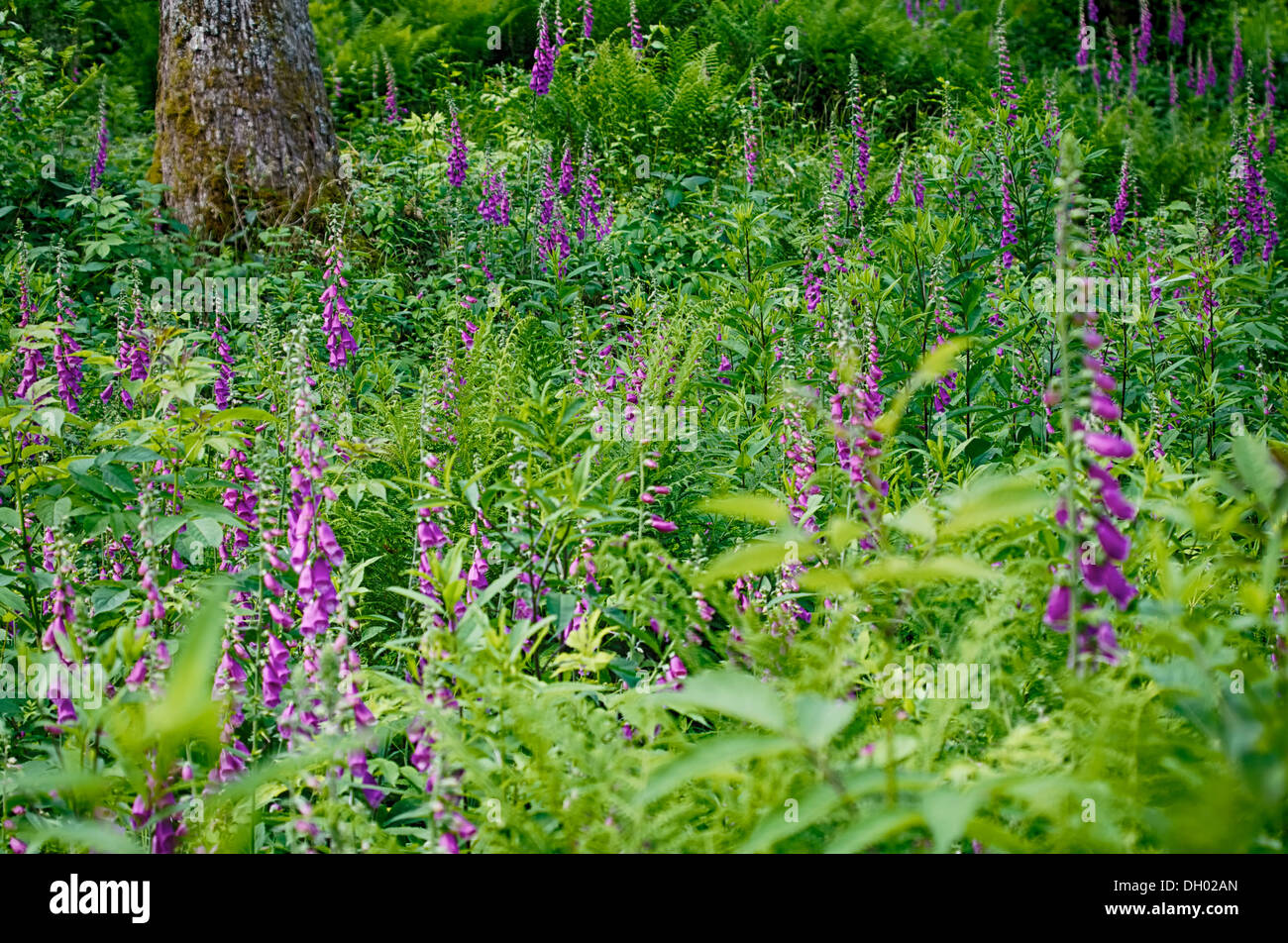 Viola del foxglove Foto Stock