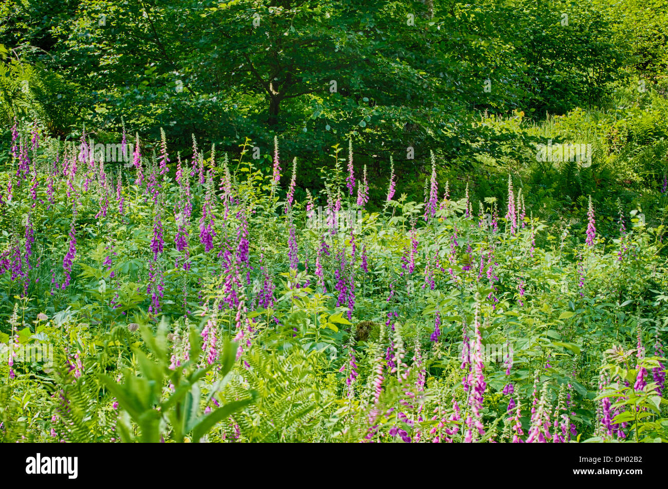 Viola del foxglove Foto Stock