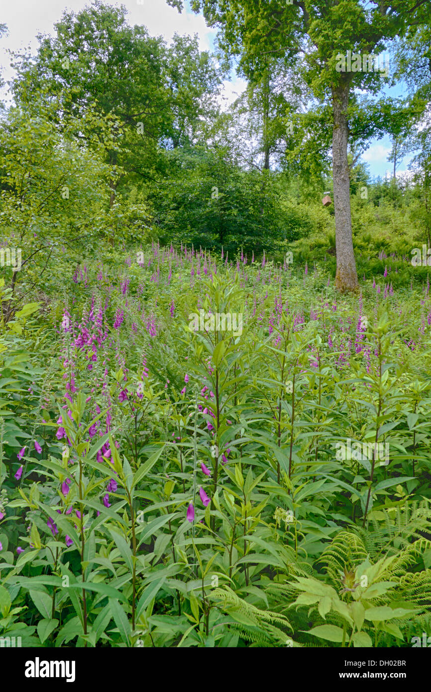 Viola del foxglove Foto Stock