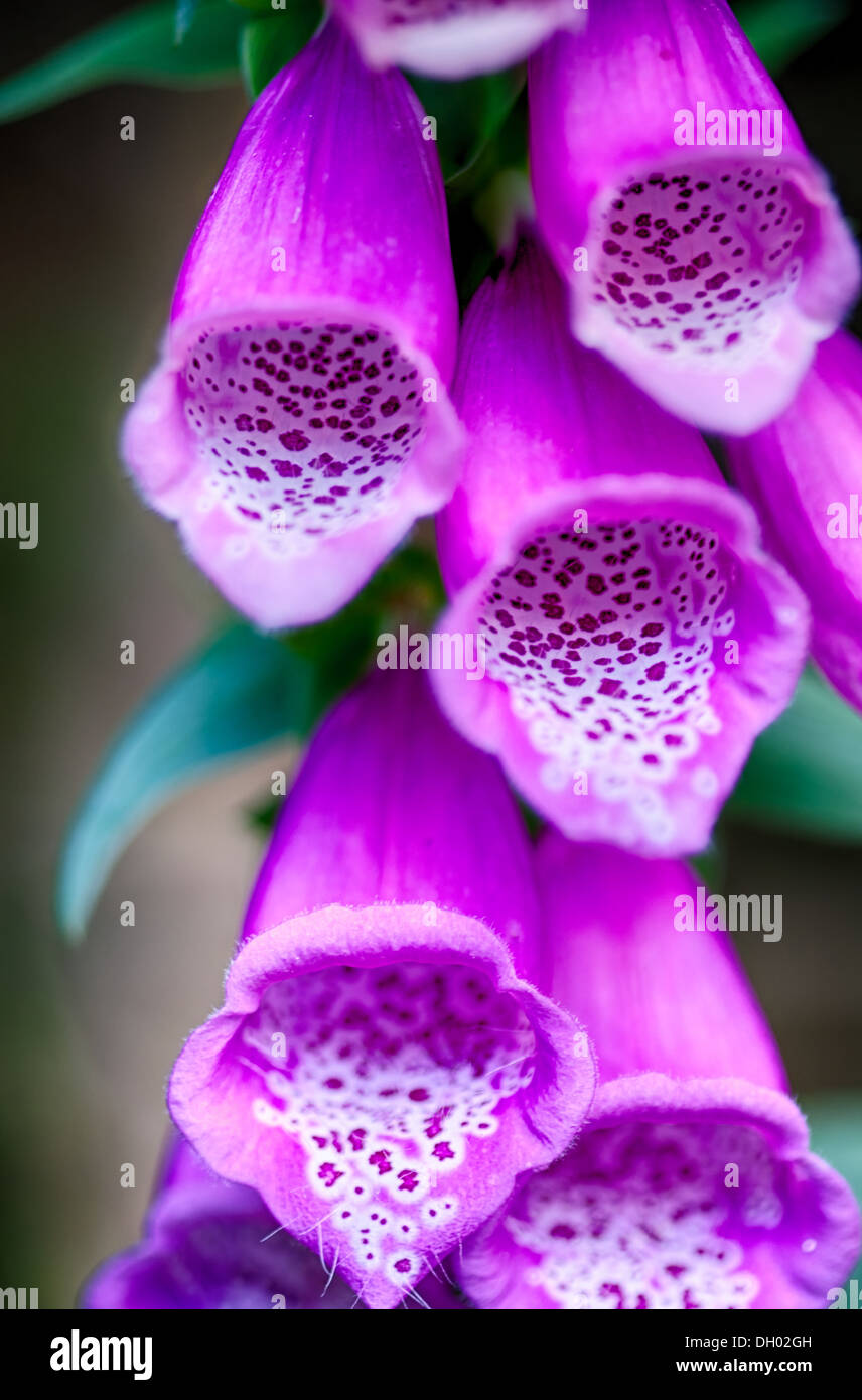 Viola del foxglove Foto Stock