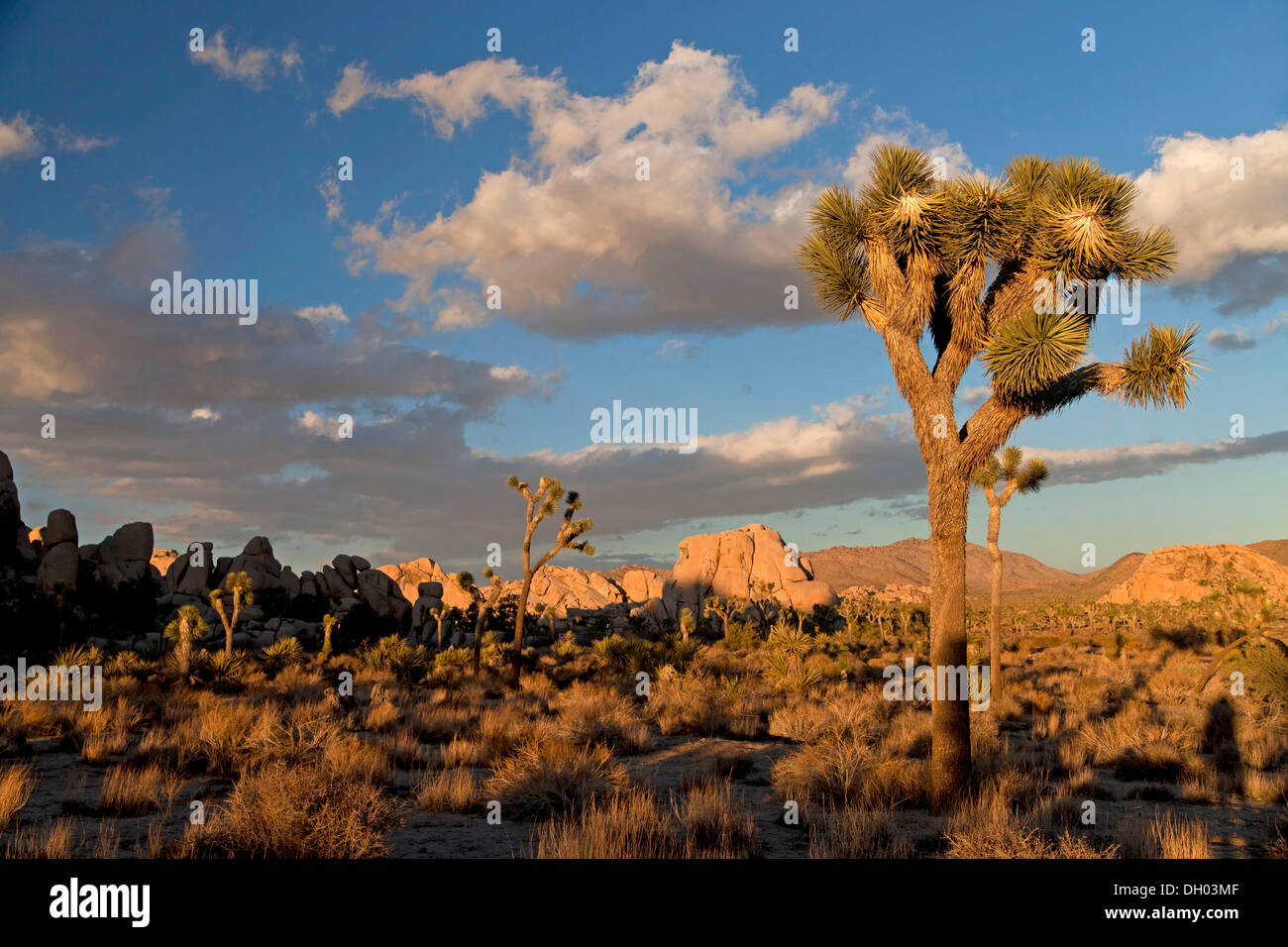 Hidden Valley con alberi di Joshua (Yucca brevifolia) e rocce, Hidden Valley, Joshua Tree National Park, California Foto Stock