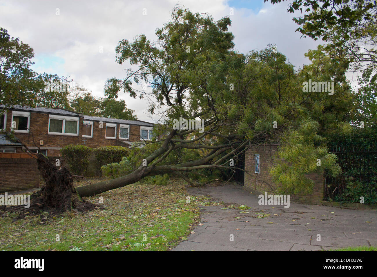 Brixton, Londra, Regno Unito. Il 28 ottobre 2013. Conseguenze della st Jude tempesta nel sud di Londra. Un albero è caduto sulla Childspace nursery, Cressingham giardini, vicino a Brixton. La tempesta, denominato St Jude, ha portato la windiest meteo a colpire il Regno Unito dal 1987. Credito: Johnny Henshall / Alamy Live News. Foto Stock