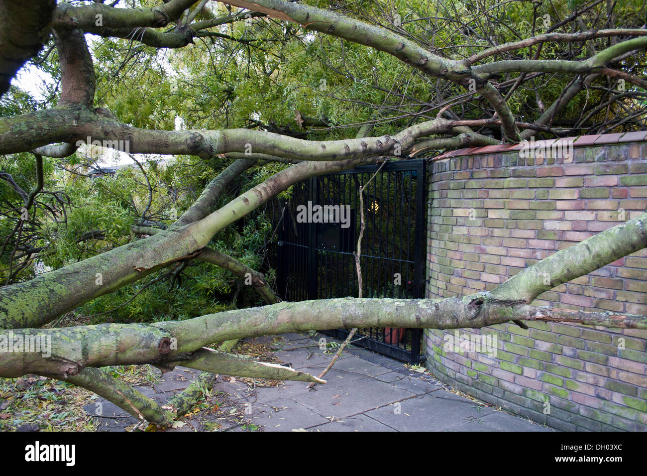 Brixton, Londra, Regno Unito. Il 28 ottobre 2013. Conseguenze della st Jude tempesta nel sud di Londra. Un albero è caduto sulla Childspace nursery, Cressingham giardini, vicino a Brixton. La tempesta, denominato St Jude, ha portato la windiest meteo a colpire il Regno Unito dal 1987. Credito: Johnny Henshall / Alamy Live News. Foto Stock