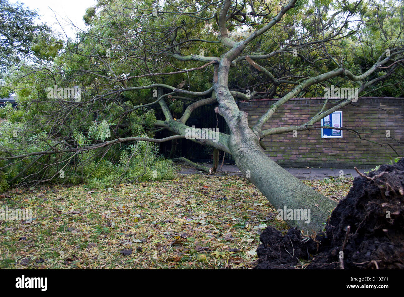 Brixton, Londra, Regno Unito. Il 28 ottobre 2013. Conseguenze della st Jude tempesta nel sud di Londra. Un albero è caduto sulla Childspace nursery, Cressingham giardini, vicino a Brixton. La tempesta, denominato St Jude, ha portato la windiest meteo a colpire il Regno Unito dal 1987. Credito: Johnny Henshall / Alamy Live News. Foto Stock